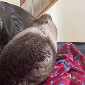 Meet your Posher, Jaden